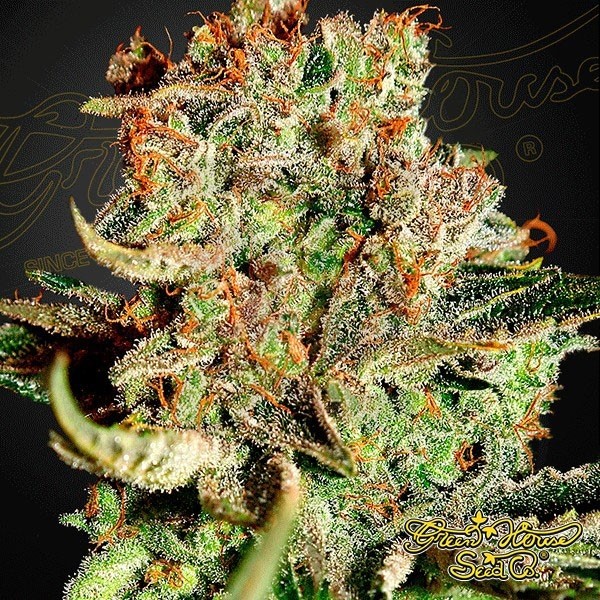 Super Bud marijuana plant