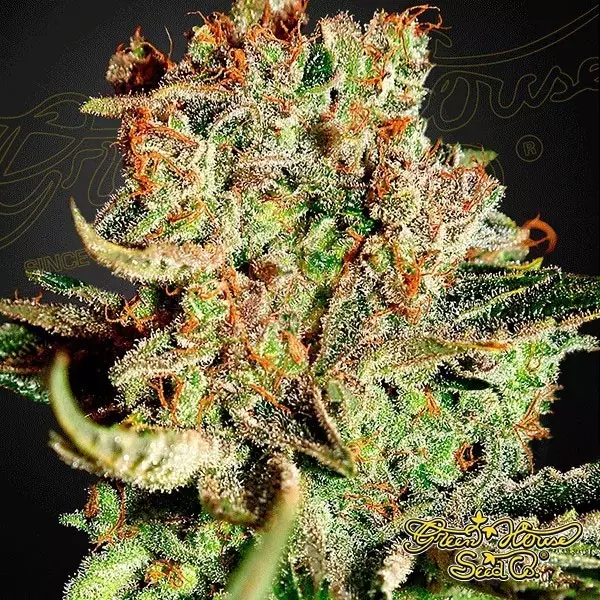 View Super Bud marijuana plant