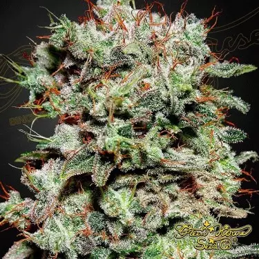 Kalashnikova cannabis plant