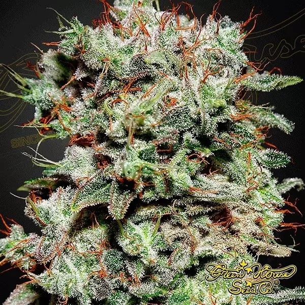 View Kalashnikova cannabis plant