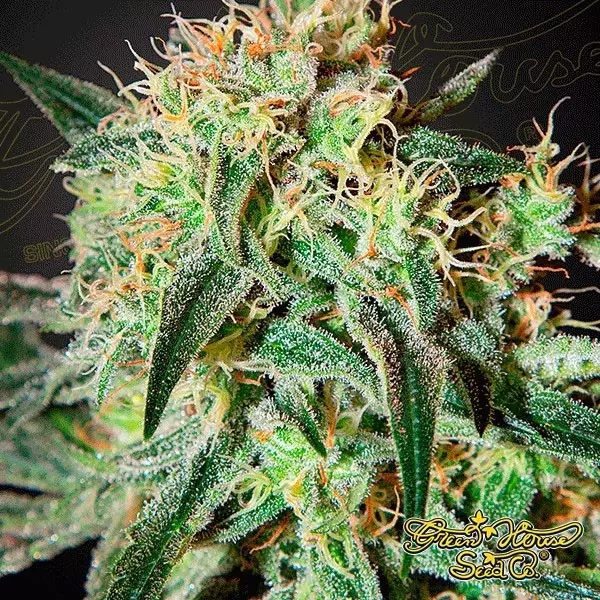 View Planta de marihuana