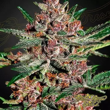 Bubba Kush marijuana plant