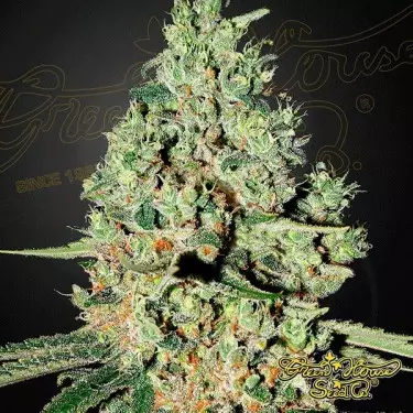 Super Critical marijuana plant