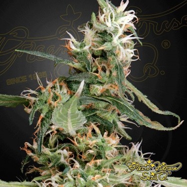 Arjan's Ultra Haze 1 cannabis plant