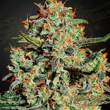Big Bang cannabis plant