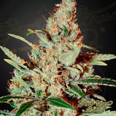 Chemdog cannabis plant