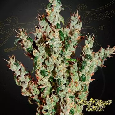 NL5 Haze Mist cannabis plant