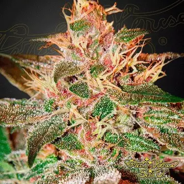 Pure Kush cannabis plant