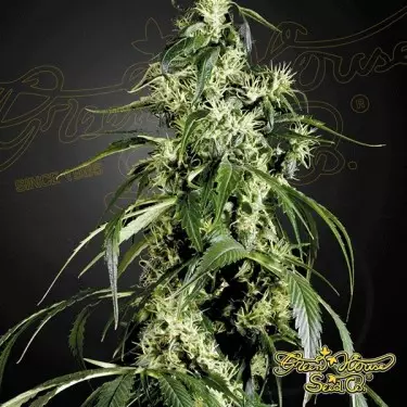 Arjan's Haze 1 cannabis plant