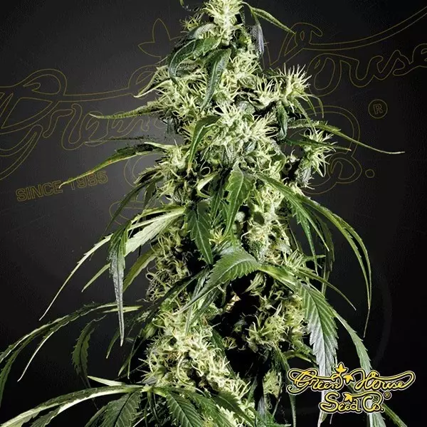 View Planta de maconha