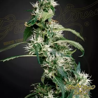 Arjan's Ultra Haze 2 (Mango Haze) cannabis plant
