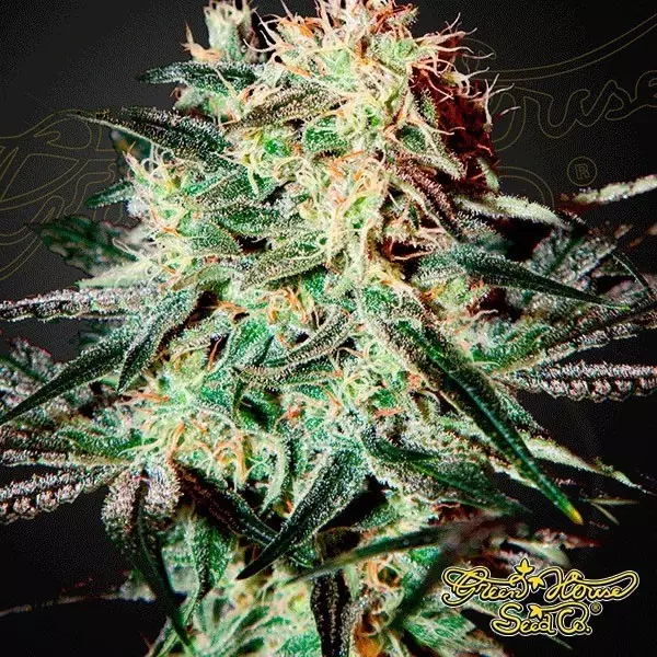 View Planta de maconha