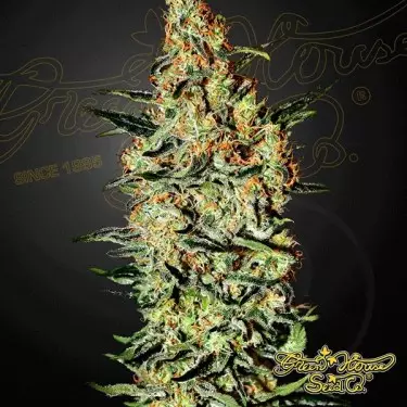 Planta de marijuana Haze de Neville