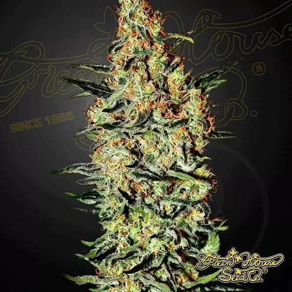 View Planta de marijuana Haze de Neville