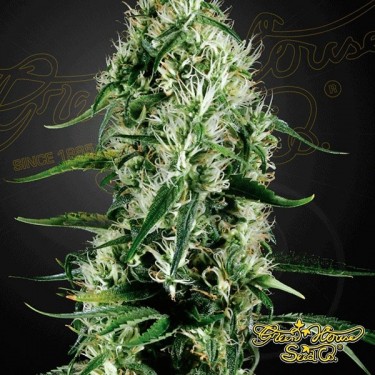 Super Silver Haze cannabis plant