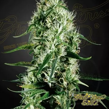 Super Silver Haze cannabis plant