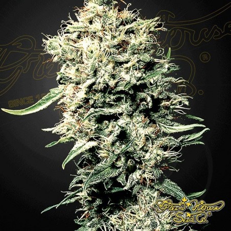 White Rhino