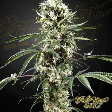 Super Lemon Haze cannabis plant