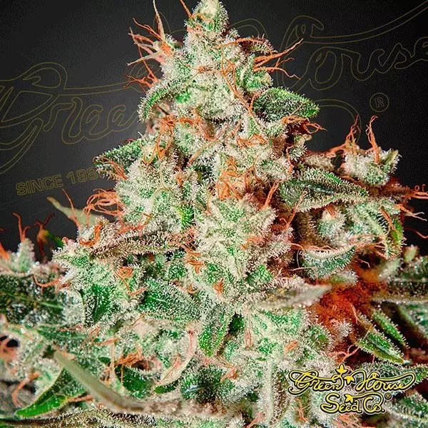 Lemon Skunk marijuana plant