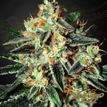 GH Cheese marijuana plant