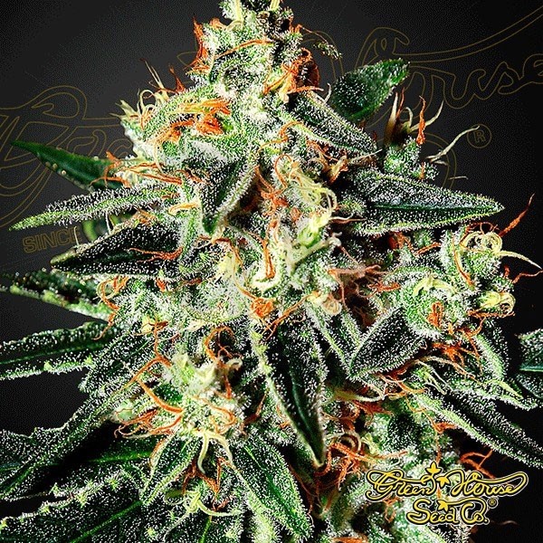 GH Cheese Plante de cannabis