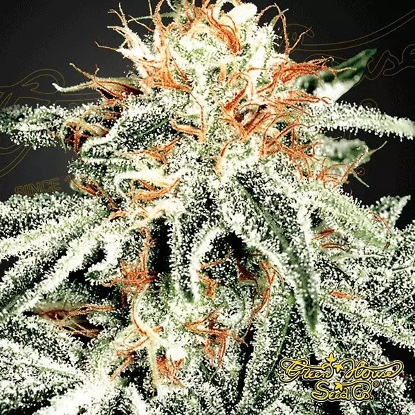 Planta de maconha de Widow branco