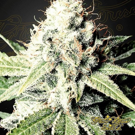 Great White Shark