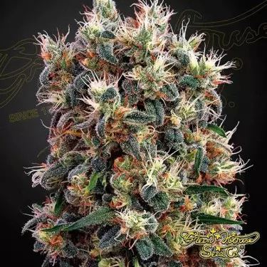 Semilla de marihuana