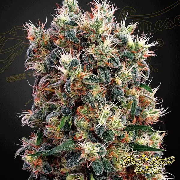 View The Church marijuana plant