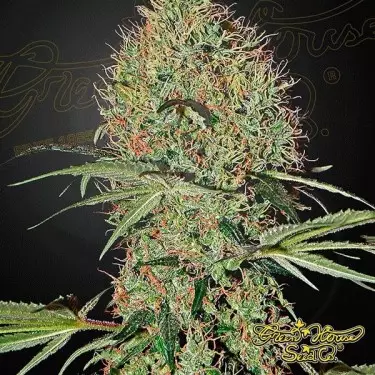 Super Bud Auto Cannabis Plant