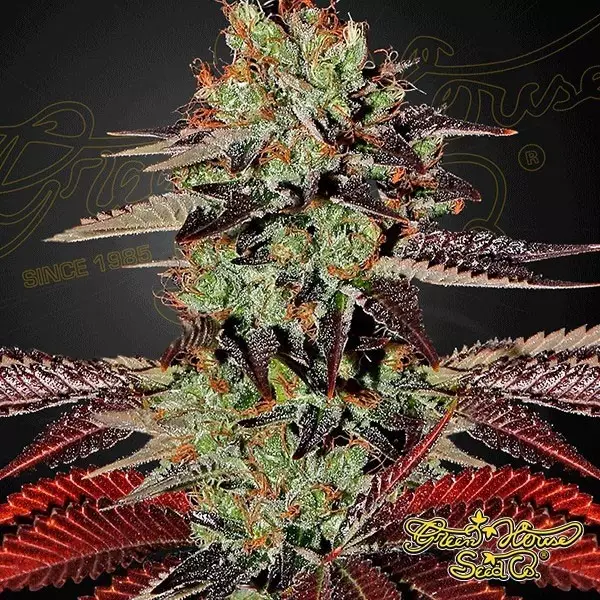 View King’s Kush Auto