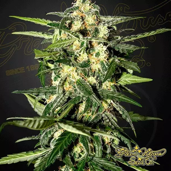 View Planta de marihuana