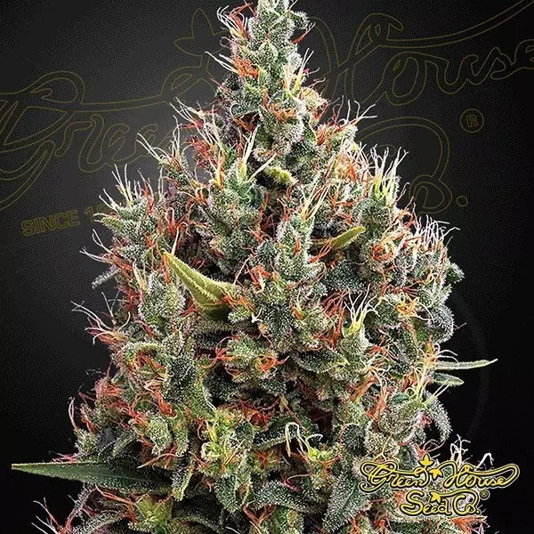 View Planta de marihuana