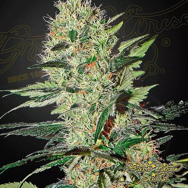 View Exodus Cheese Auto Cannabis Plant