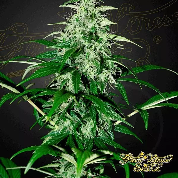 View Planta de maconha