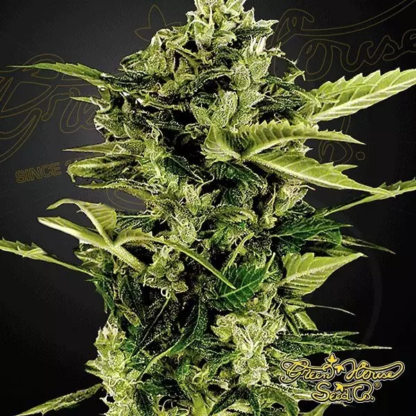 View Auto Bomb cannabis plant