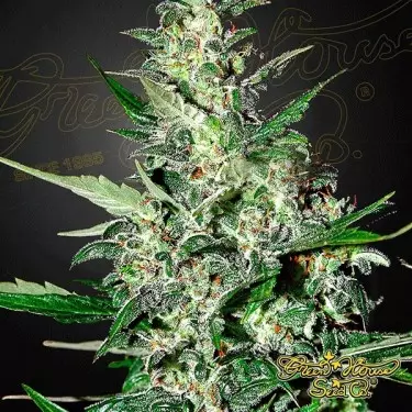 Super Critical Auto cannabis plant