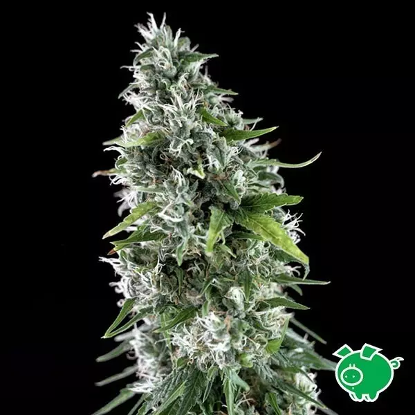 View Planta de marihuana