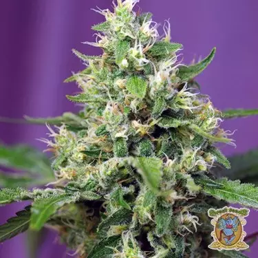 Sweet Amnesia Haze XL Auto Marijuana Plant