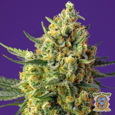 Plante de cannabis Crystal Candy XL Auto