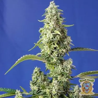 Gorilla Girl XL Auto Marijuana Plant