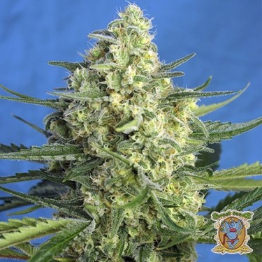 Plante de cannabis Jack 47 XL Auto