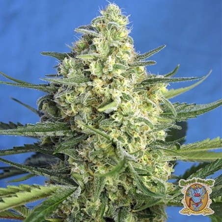 Jack 47 XL Auto