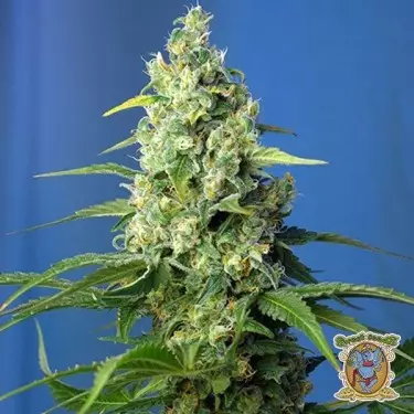 Honey Peach Auto CBD Cannabis Plant