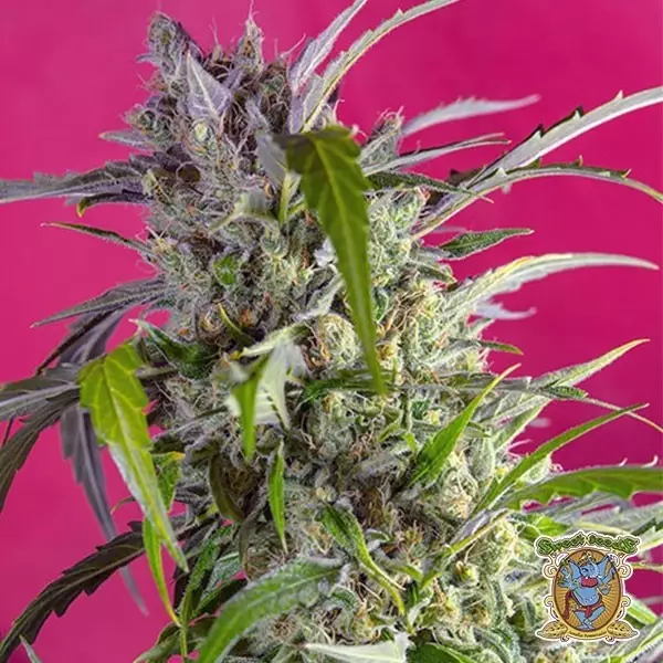 View Planta de marihuana