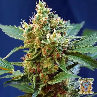 Cream Mandarine XL Auto cannabis plant