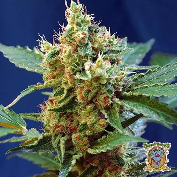 View Cream Mandarine XL Auto cannabis plant
