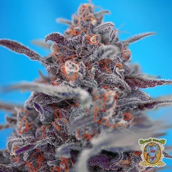 View Devil Cream Auto cannabis plant