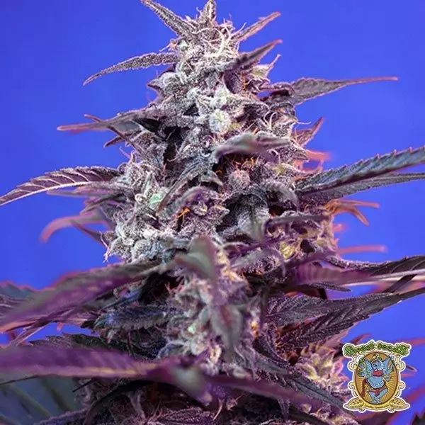 View Bloody Skunk Auto planta de maconha