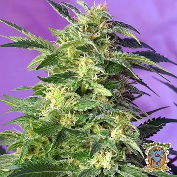 View Killer Kush Auto